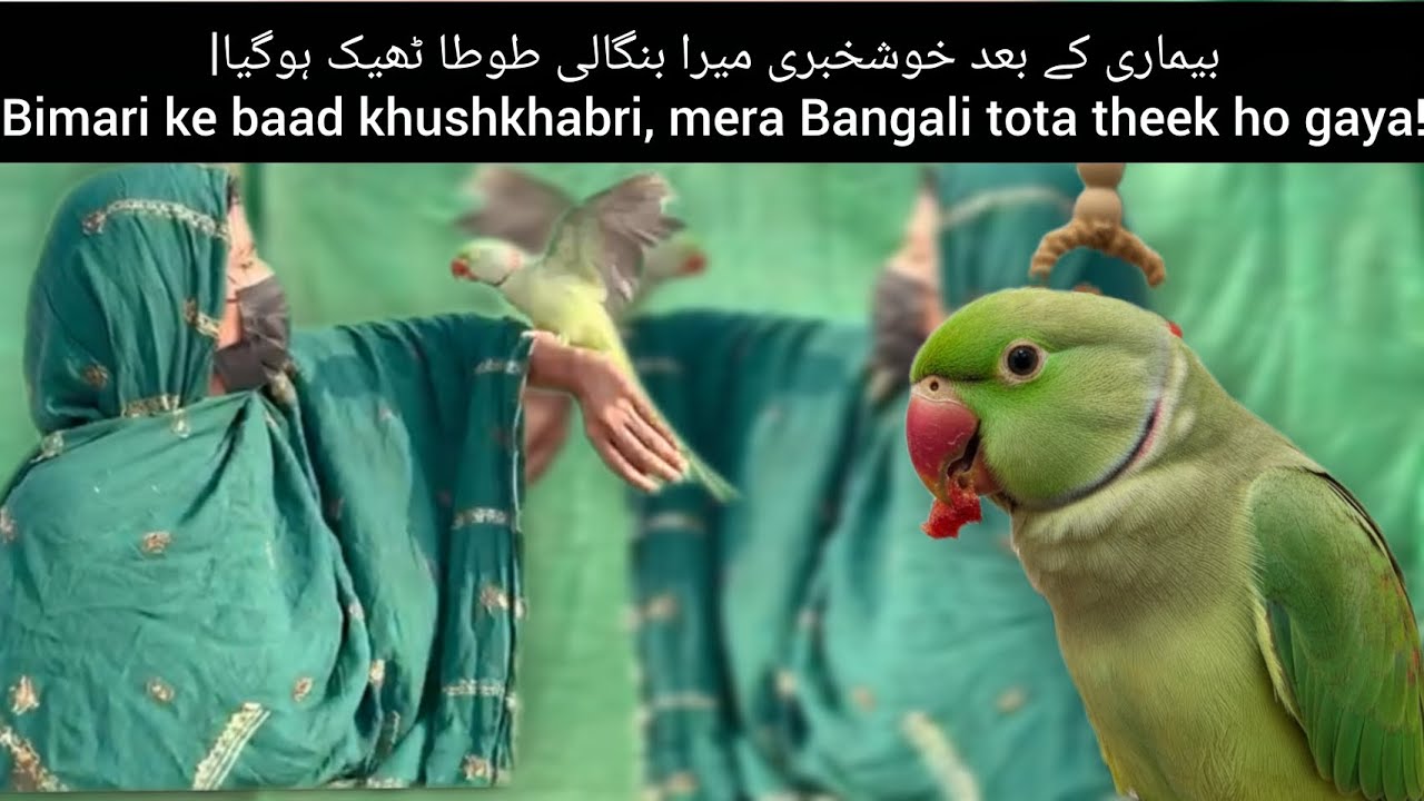 Mera Bangali Tota thek Hogya🥰🥰