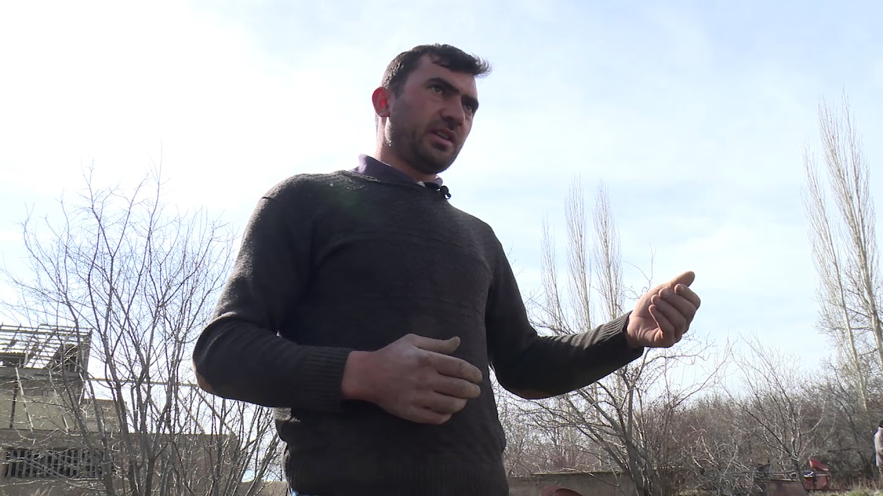 Ազնվամորու ճիշտ տնկումների տեխնիկան