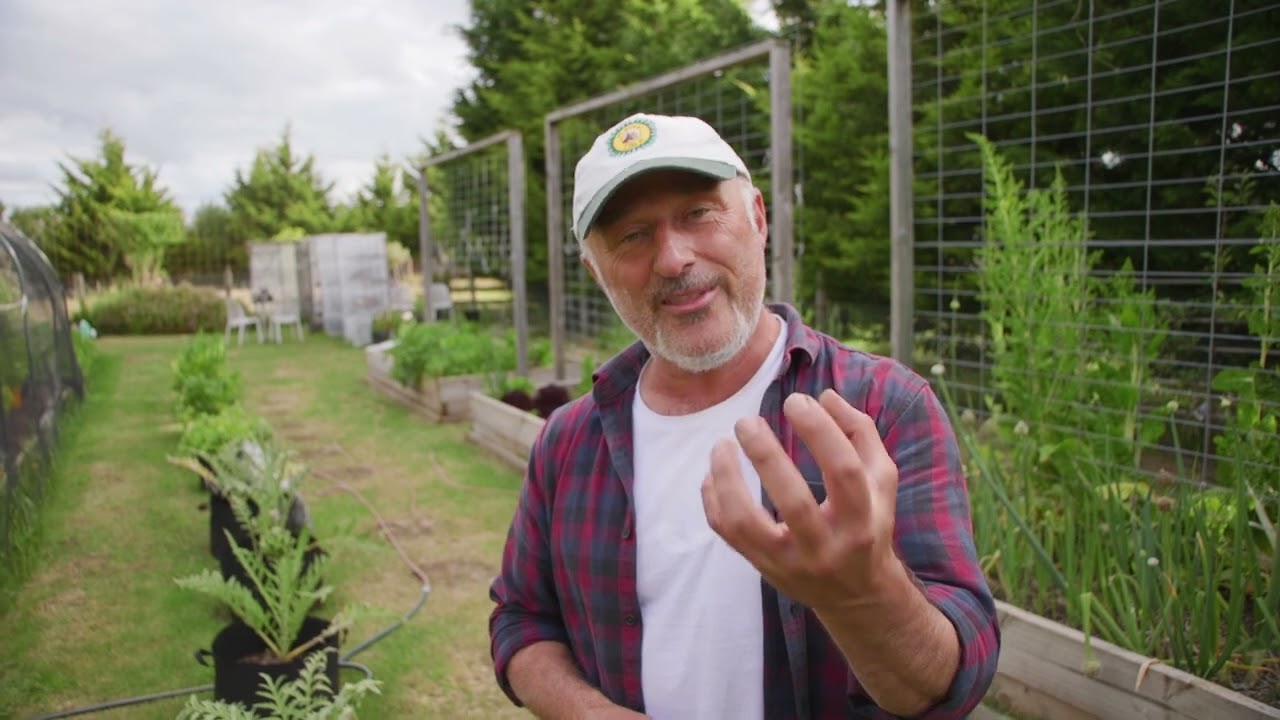 Tips On Growing Artichokes