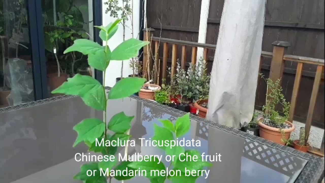 Chinese Mulberry update ( Che fruit, Mandarin Melon Berry, Maclura Tricuspidata)