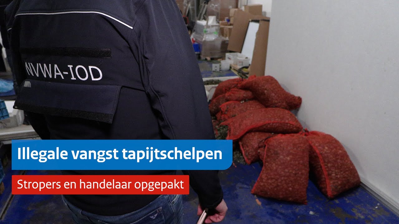 NVWA houdt 5 verdachten aan voor illegaal vangen en verhandelen tapijtschelpen
