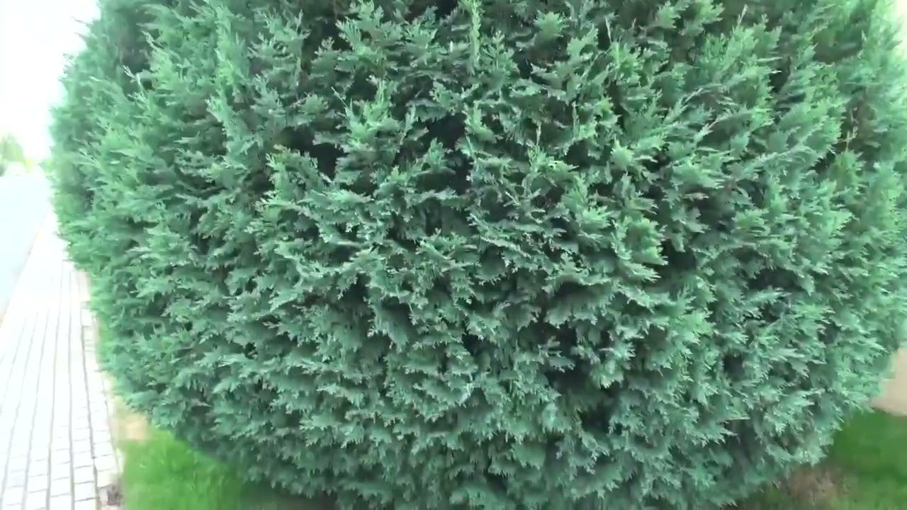 Большие хвойные кипарисовик Лавсона Элюми, Ивонне Chamaecyparis lawsoniana Alumii, Ivonne