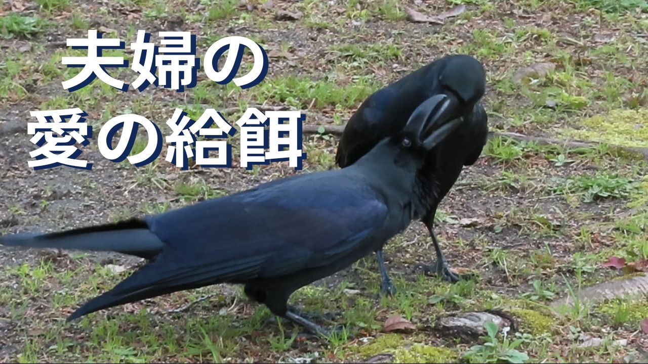 カラス夫婦の求愛給餌♡ 絆を深める野生動物の愛情表現 A crow couple deepening their bond through courtship feeding