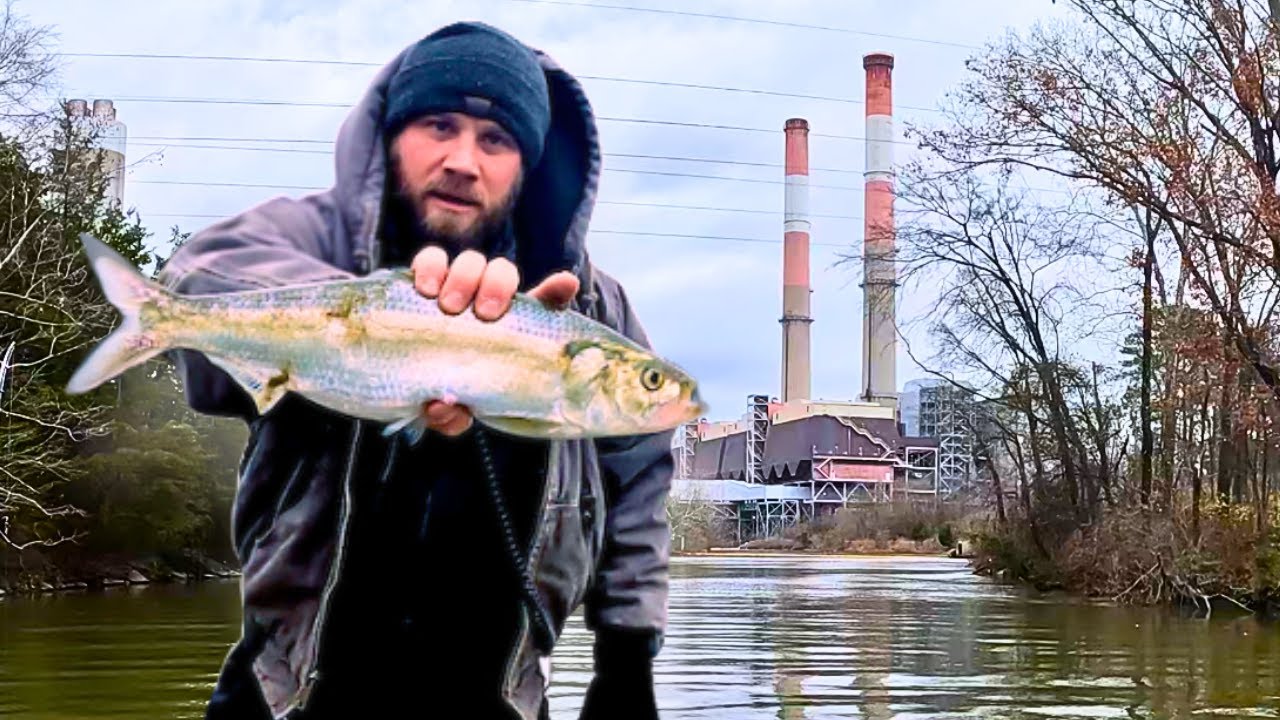 The BEST Bait for Catfish | Catching Skipjack in Winter
