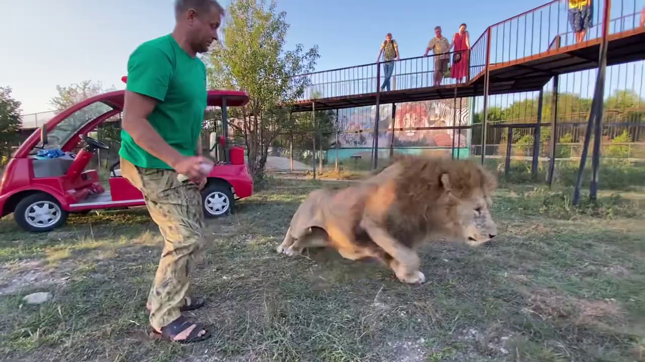 СМЕЯЛИСЬ ВСЕ ! Как я лечил льва Гека !