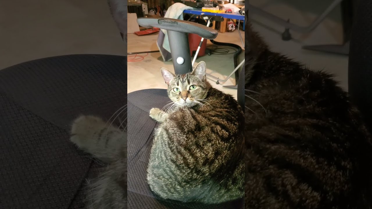 cat mrrp compilation