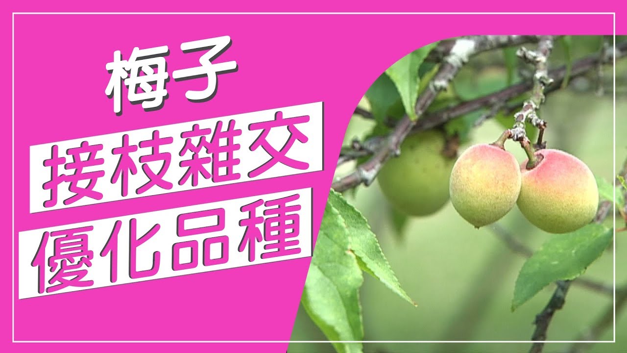 同一顆梅樹，長不同品種梅子？！傳統採梅子用竹子打落，不過這種梅子要爬上樹一粒粒採收，而且同一顆梅樹，長出不同品種梅子，接枝雜交優化出超級品種！【蔬果百科真有趣】