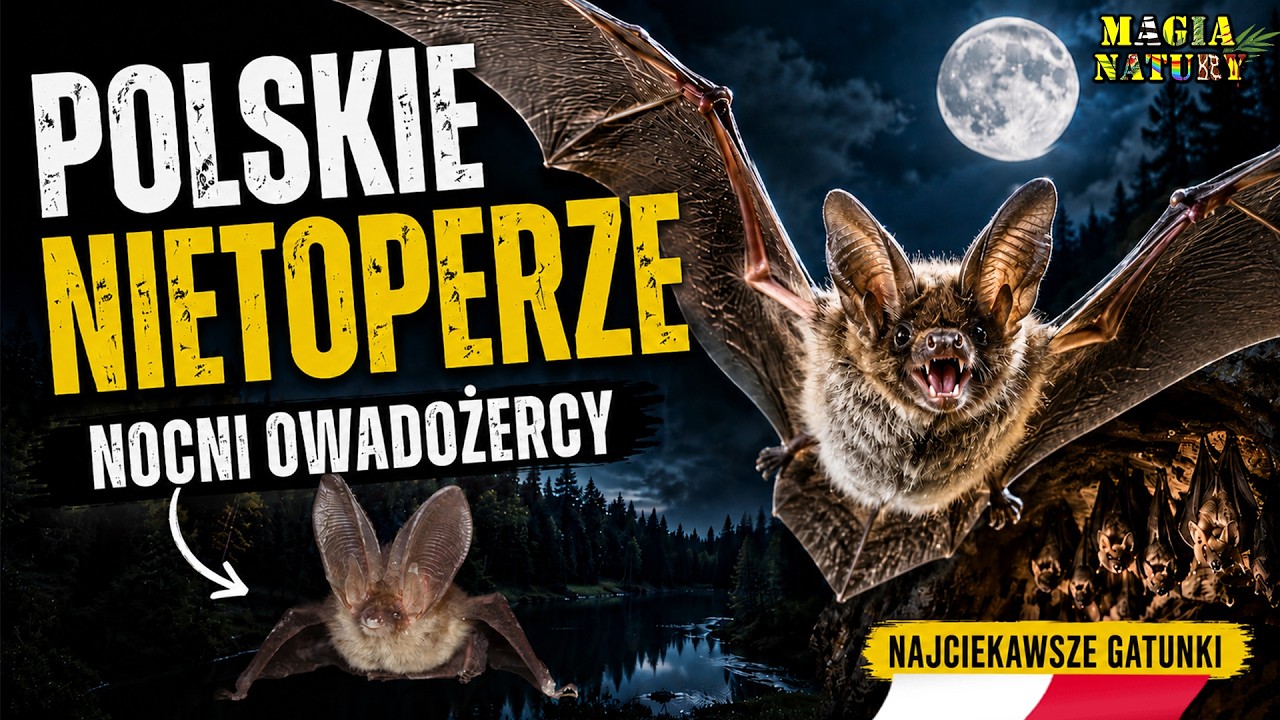 Bats of Poland - The Most Interesting Species