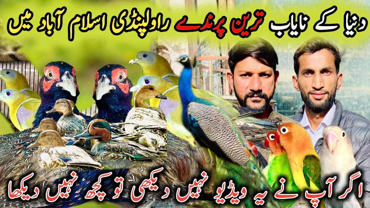 New Birds aa Gay New Price Ky Sath Sohail Birds Shop Rawalpindi Islamabad Ma