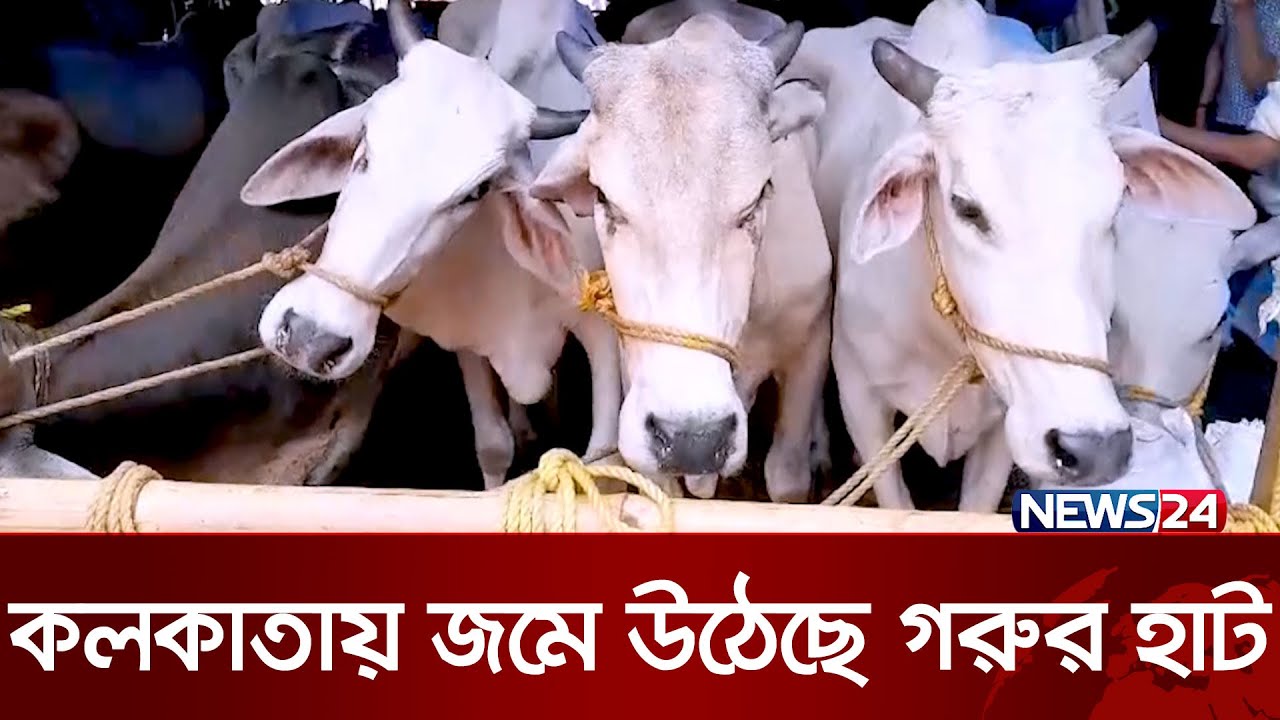 ভারতে ১০ হাজার টাকায় কোরবানির গরু | Qurbani Cow | Eid Ul Adha | News24