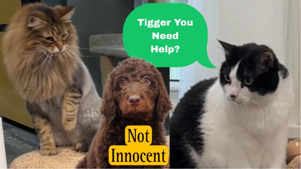Tigger is furious with Hazel. Willow to the rescue | #81￼