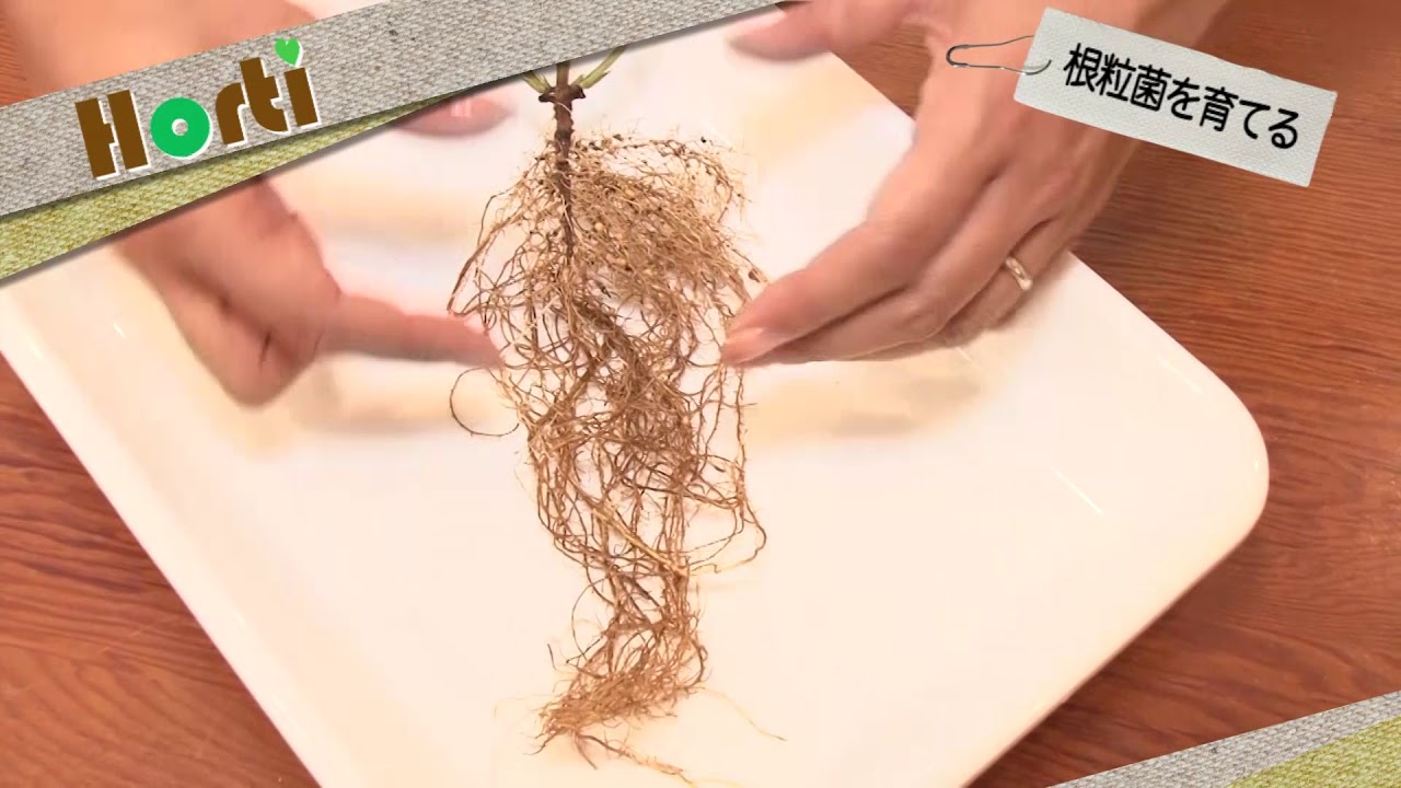 根粒菌はどうしたら増えるか？