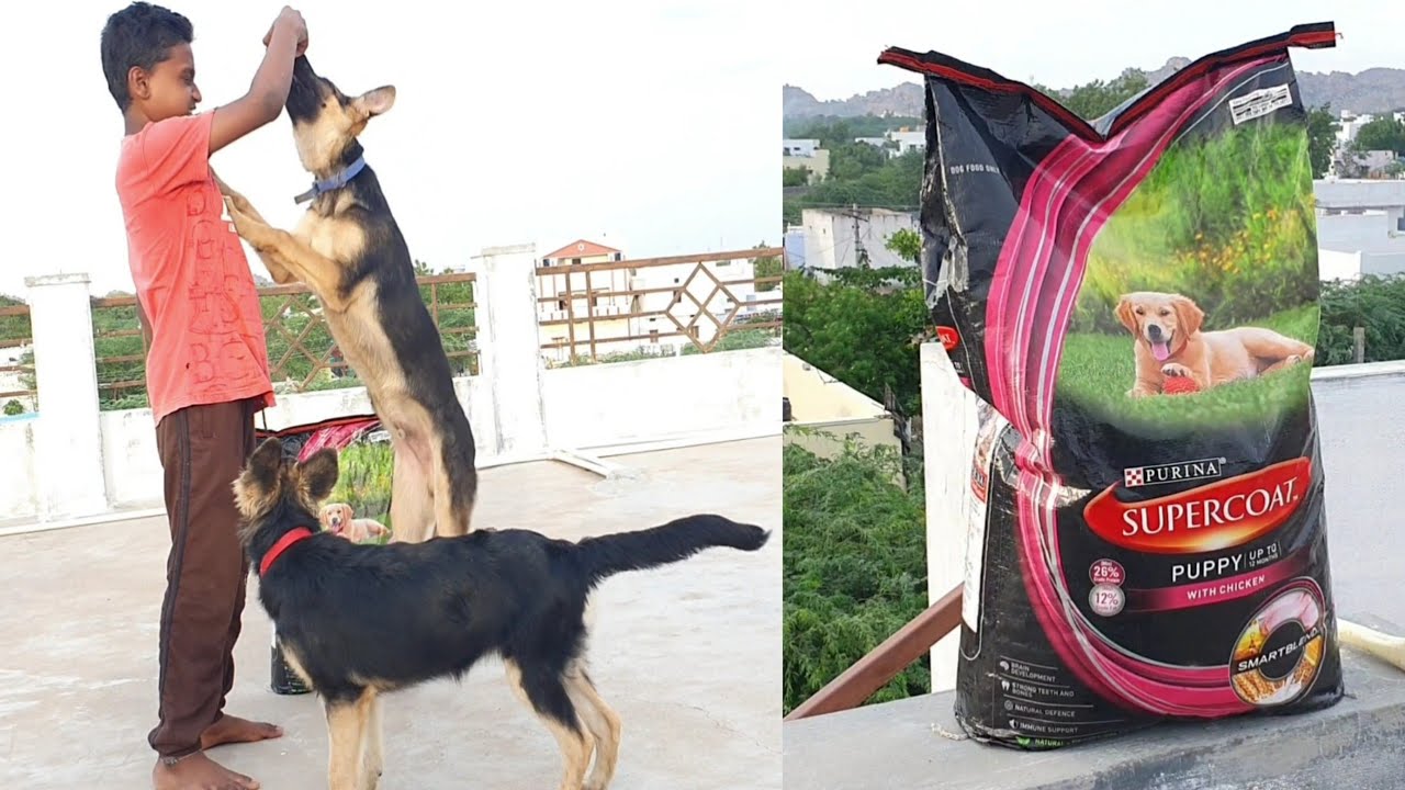 Supercoat 10 kg puppy food unboxing / Bruce Lee / puppy