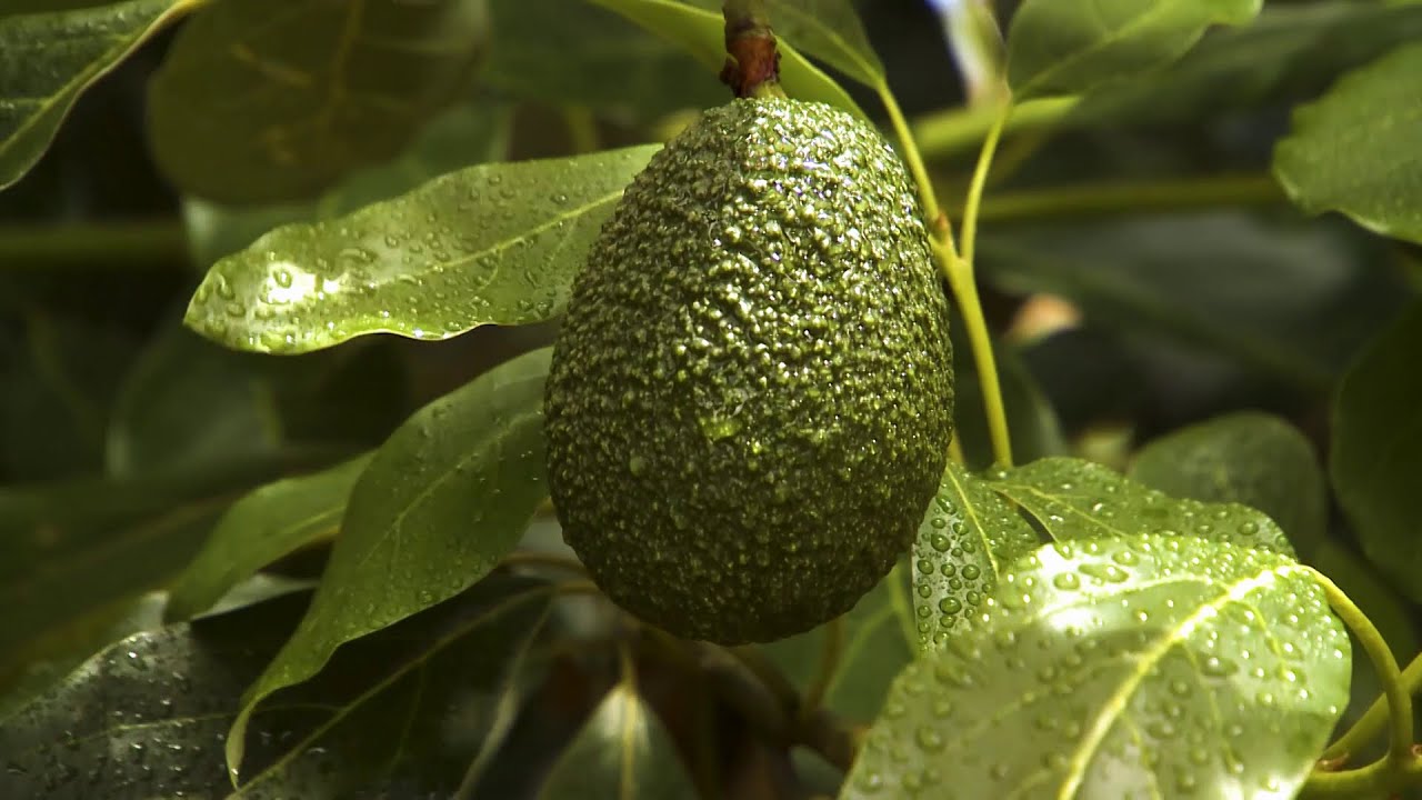 Sustainable Avocado Production in South Africa