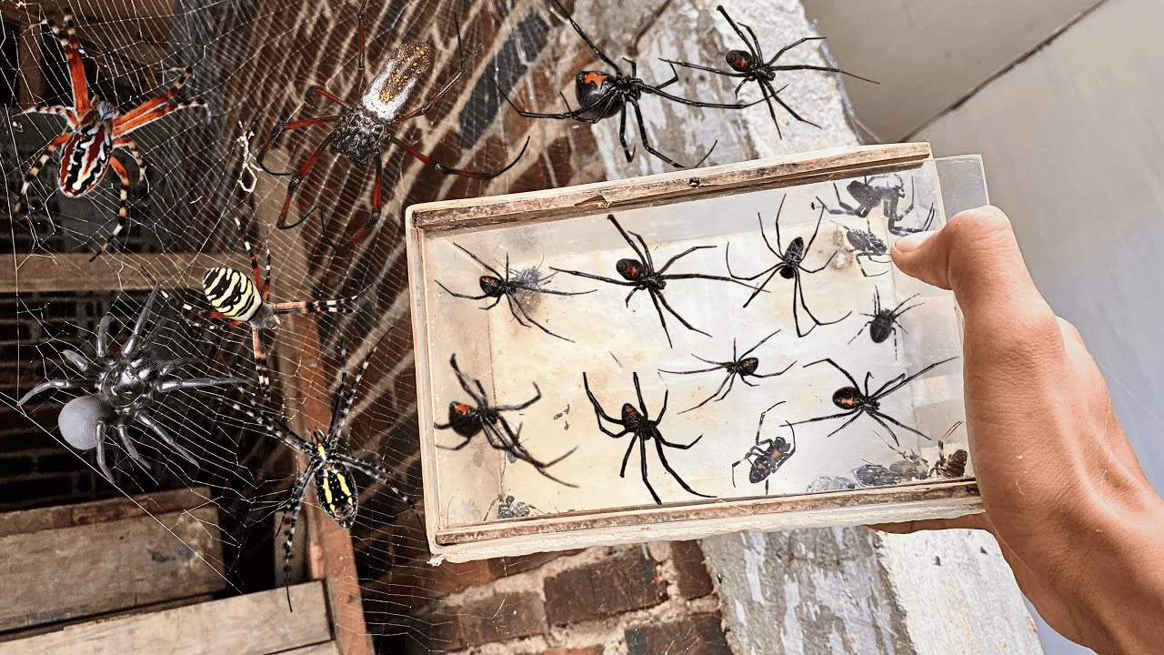 HUNTING Thousands of Spiders in around us 🕷️