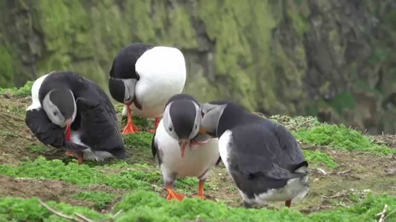Puffins bill-tapping