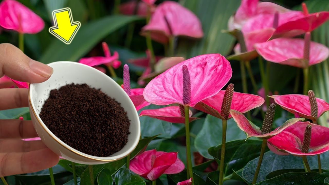 Just Coffee! Anthurium Buds Immediately And Bloom All Year Long!