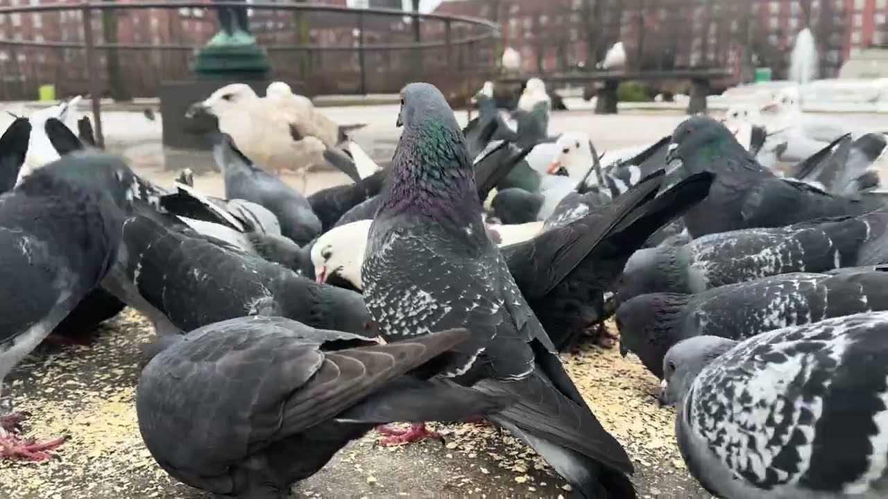 Enghaveparken, Copenhagen, Denmark. #pigeon #pigeons 