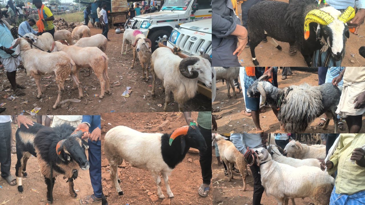 Biggest Karnataka Sheep's Market in Bagalkot