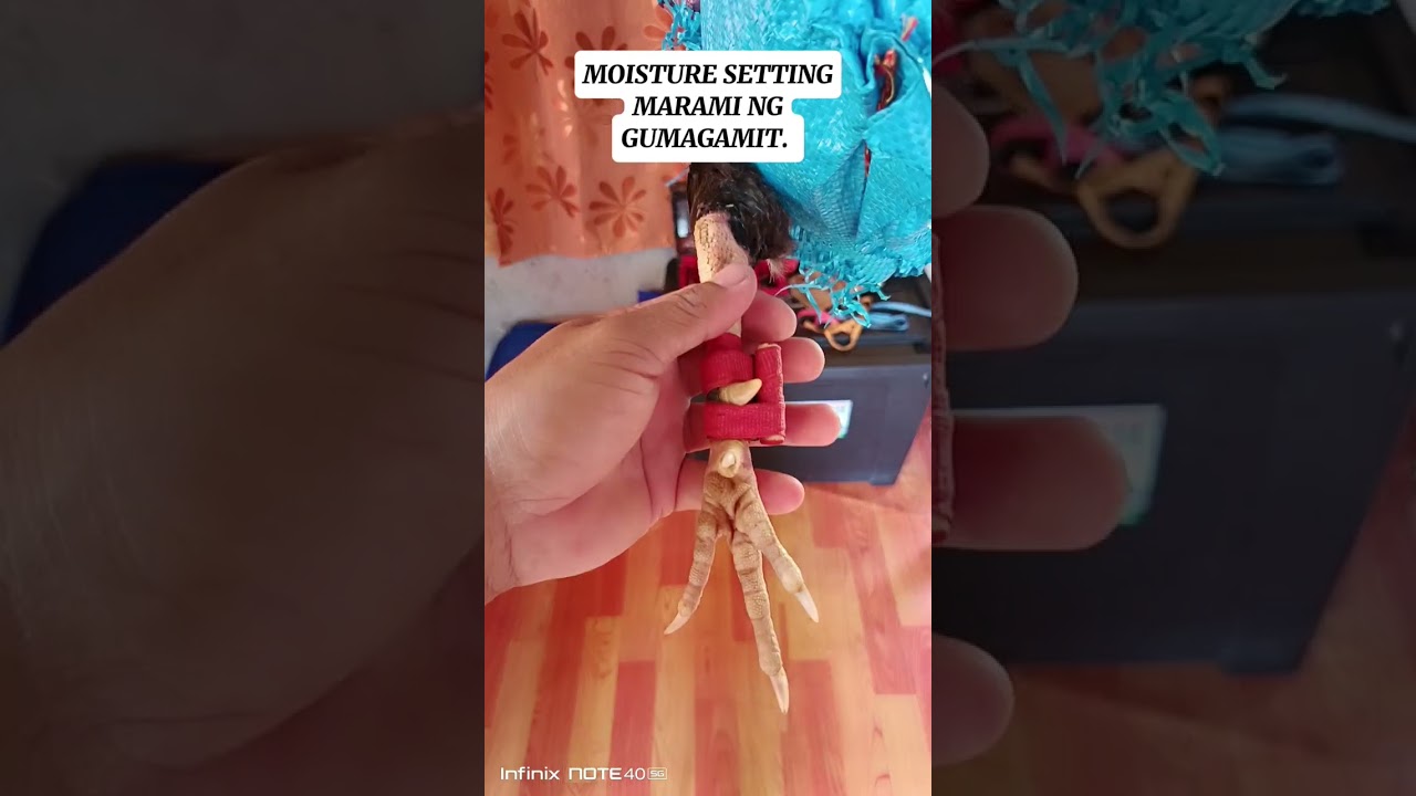 Moisture setting,, full video. 