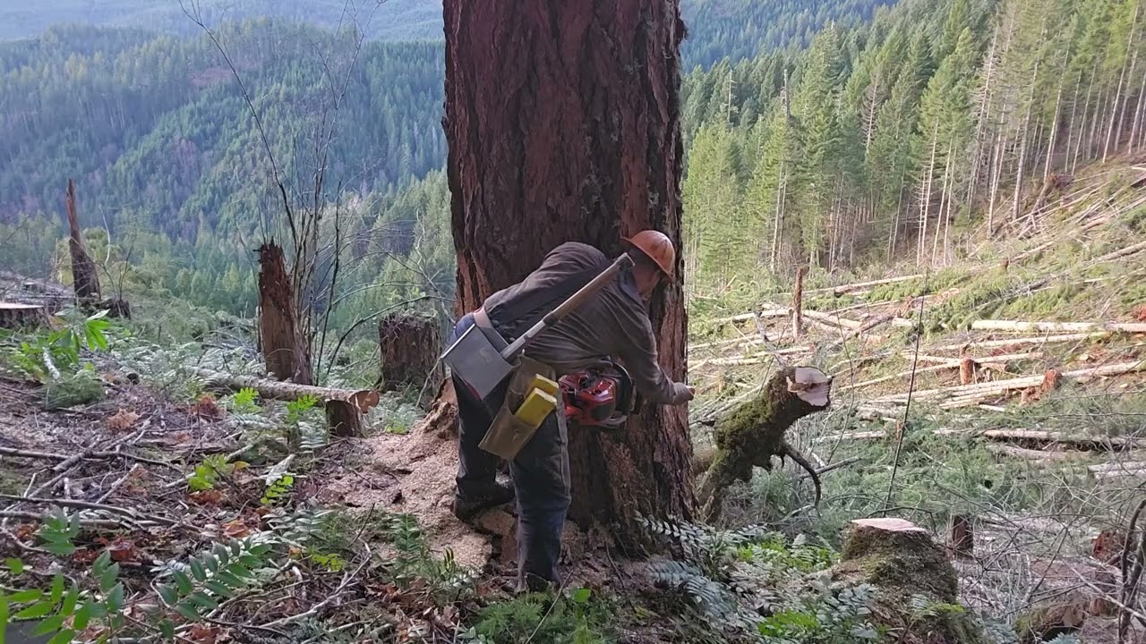 Falling a 3.5' rotten fir 