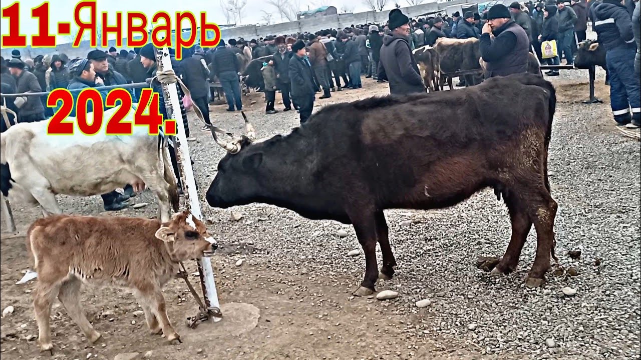 11 января 2024 Г.СУЛТОНАБОД МОЛ БОЗОРИ.