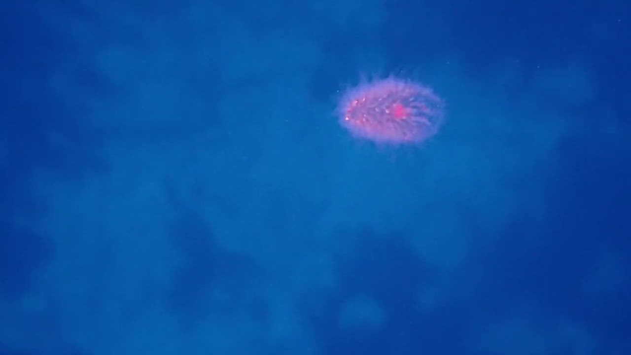 Crustacean Phronima sp. inside a young Pyrosoma atlanticum colony