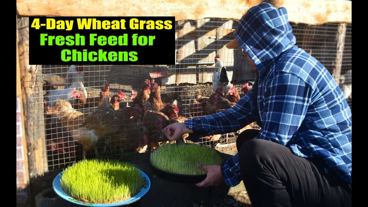 Growing Wheat Grass for Chickens | 4-Day Sprouting Experiment & Fresh Eggs