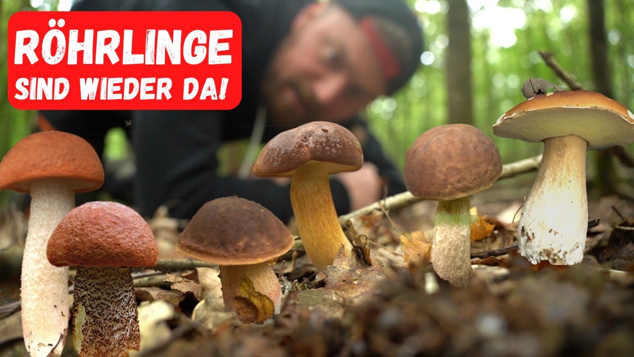 Es geht wieder los! Steinpilze, Rotkappen und Maronen | Pilze sammeln im Oktober 2023