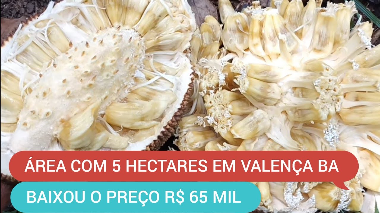 ROÇA COM 5 HECTARES EM JIQUIRIÇÁ VALENÇA BA VALOR 80 MIL ZAP 73981663547 MARCIO Código:0025
