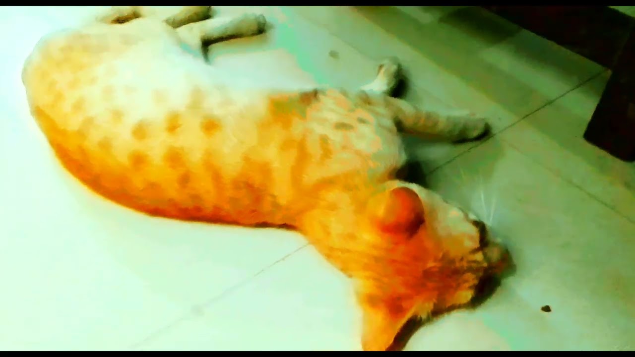 Rosy's play time 