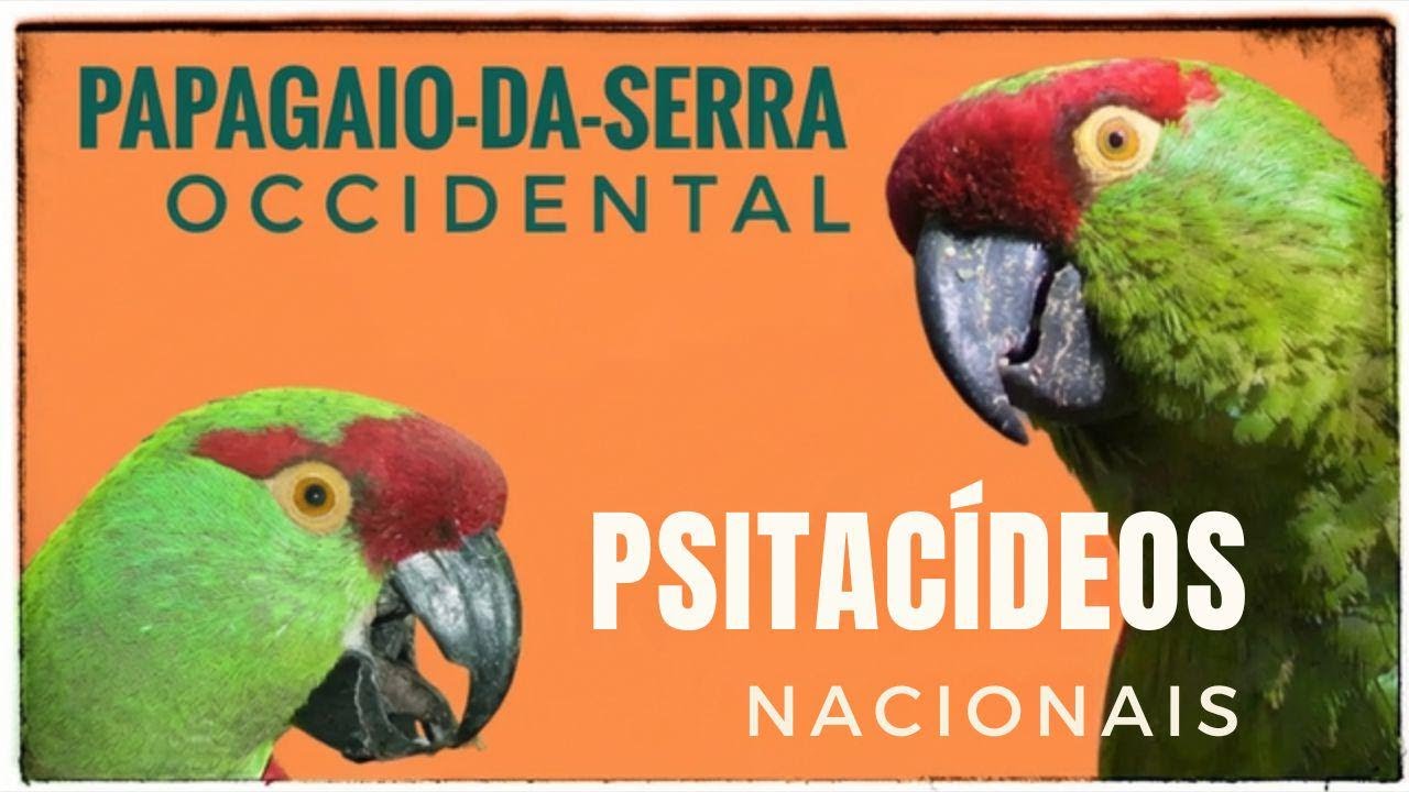 Cotorra-da-serra-ocidental: conheça os papagaios do Brasil – Episódio 3