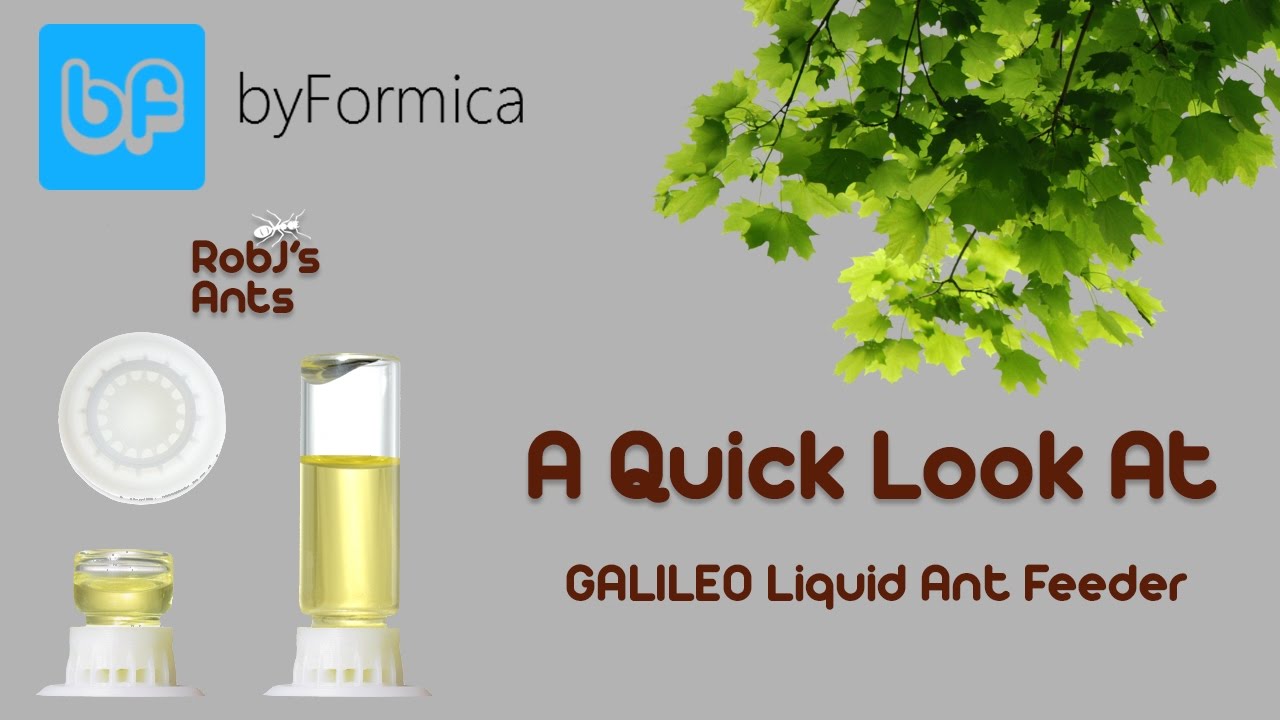 byFormica | Galileo Liquid Ant Feeder Kit Review