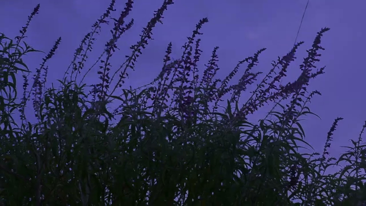 Rachel Tindall reading - 'The Garden By Moonlight,' by Amy Lowell