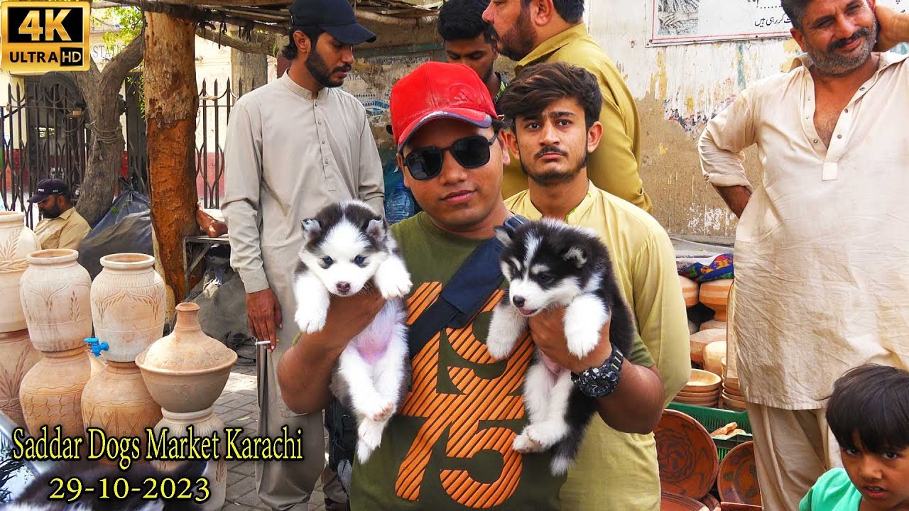 Saddar Dogs Market 29-10-2023 Karachi | Pakistan's largest dog market | جميع انواع الكلاب