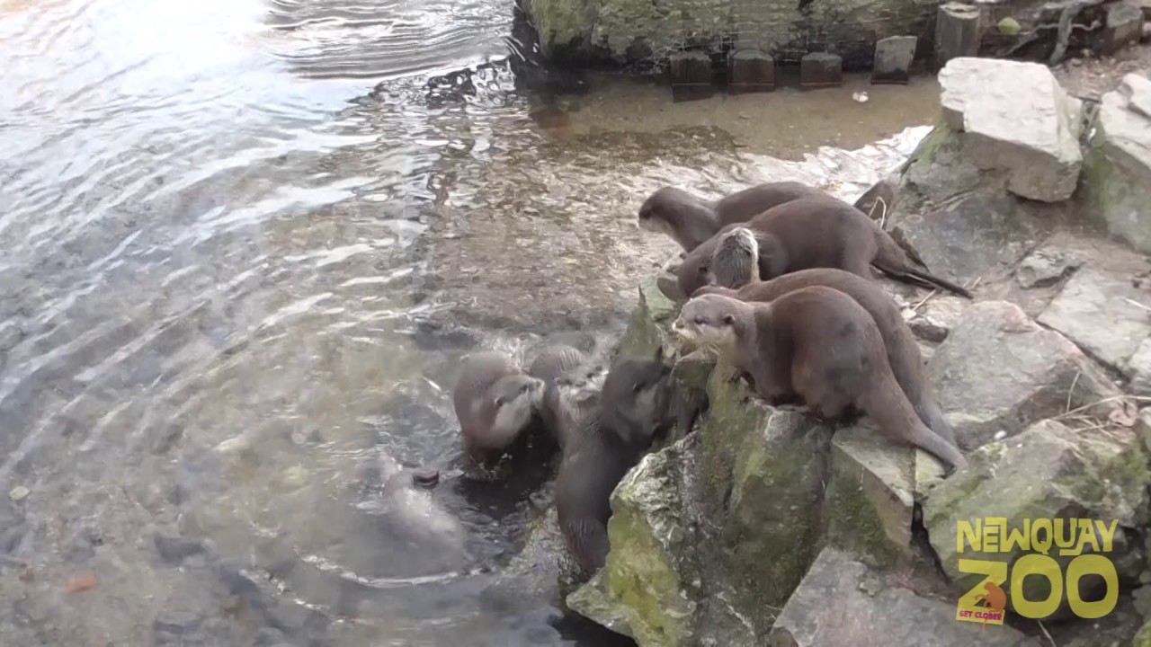 Our asian short clawed otters take their first swimming lesson!