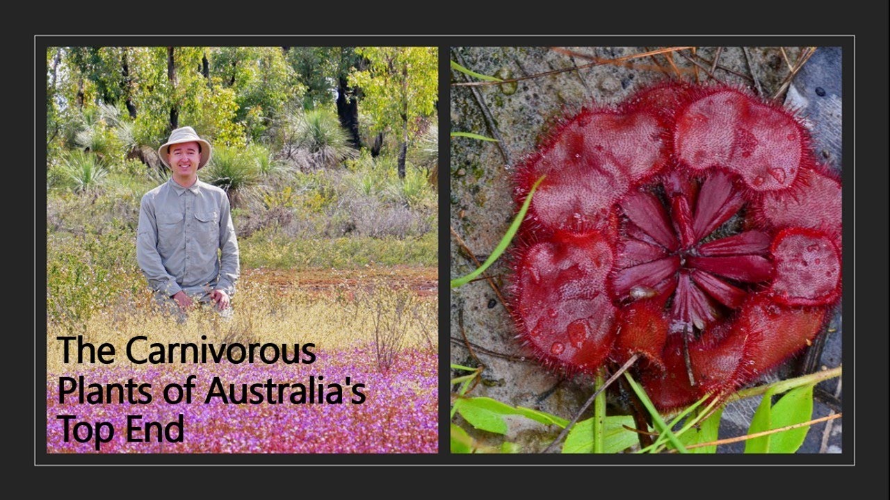 The Carnivorous Plants of Australia's Top End