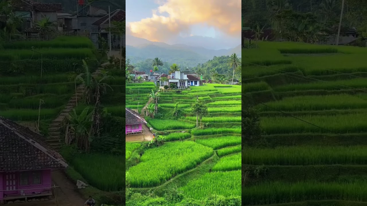 masyaAllah indah nya kampung pinggir sawah dengan pemandangan yang indah#kampungsunda #kampungsunda