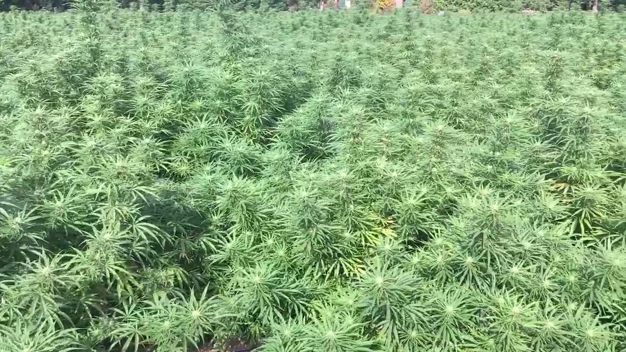 Oregon CBD HEMP planted by Cloneoregon and Shamrock Ag