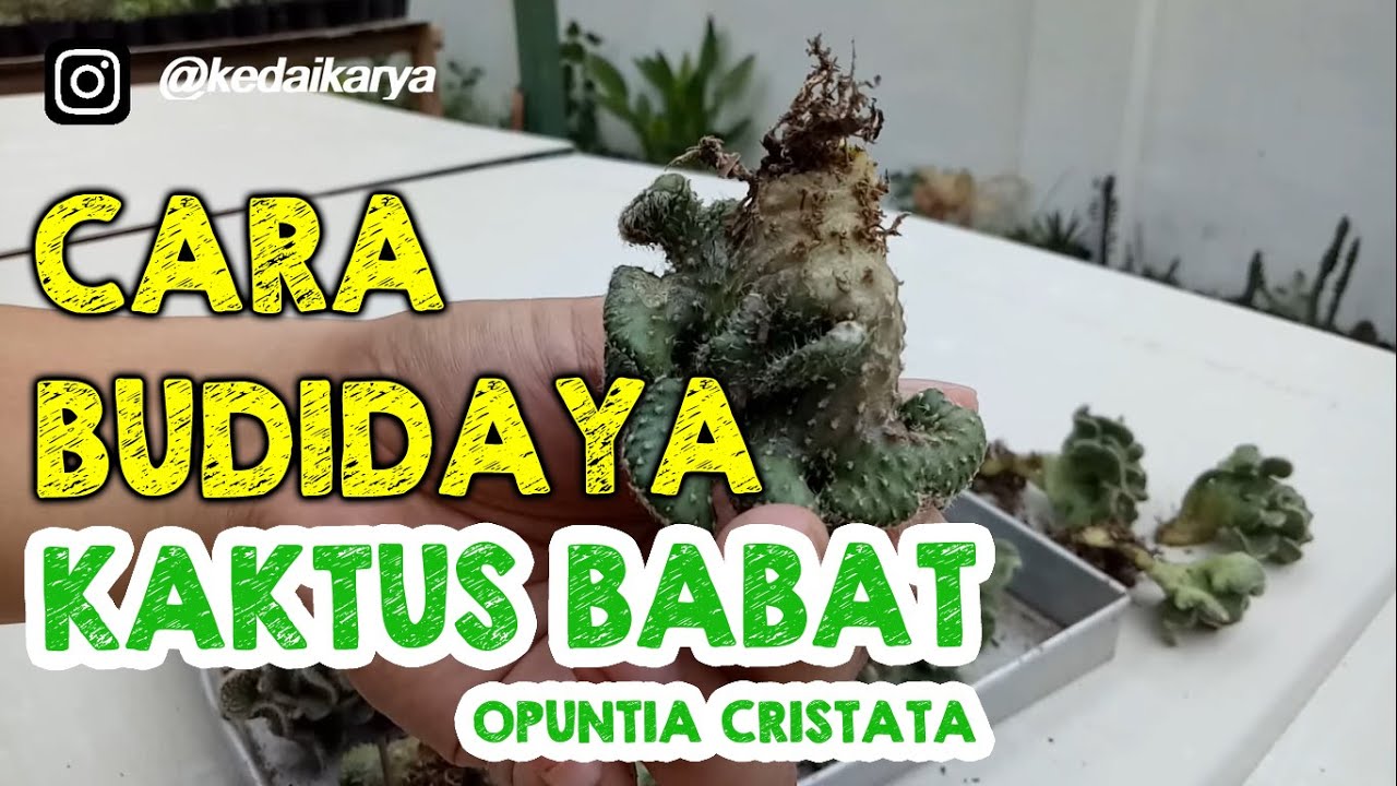 CARA MENANAM KAKTUS DARI BATANG (KAKTUS BABAT)