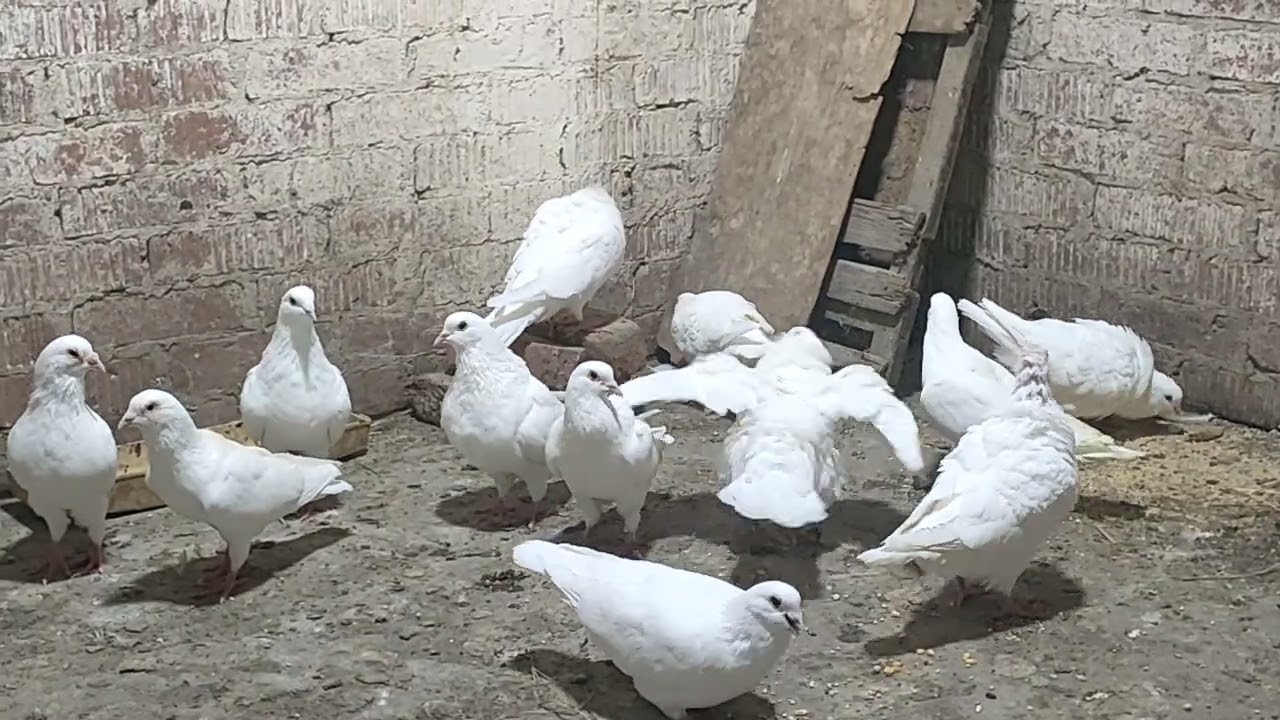 مجموعة لاحم چامبو للتواصل 01016342414