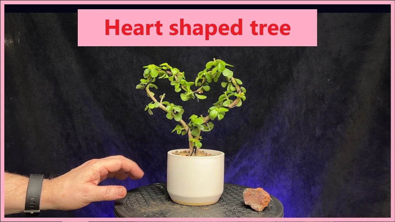 Heart shaped tree #heart #valentinesday #plants #craft #dwarfjade