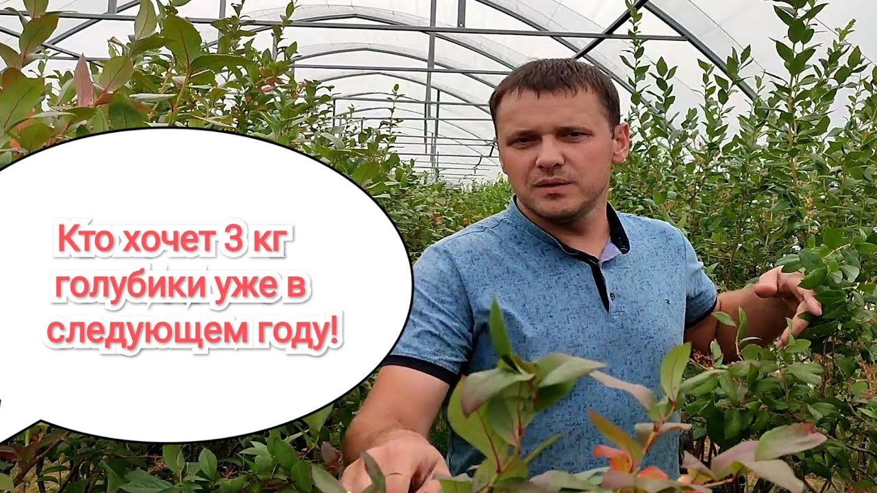 Продаю взрослые кусты голубики в мешках с урожайностью 3 кг уже в следующем году!