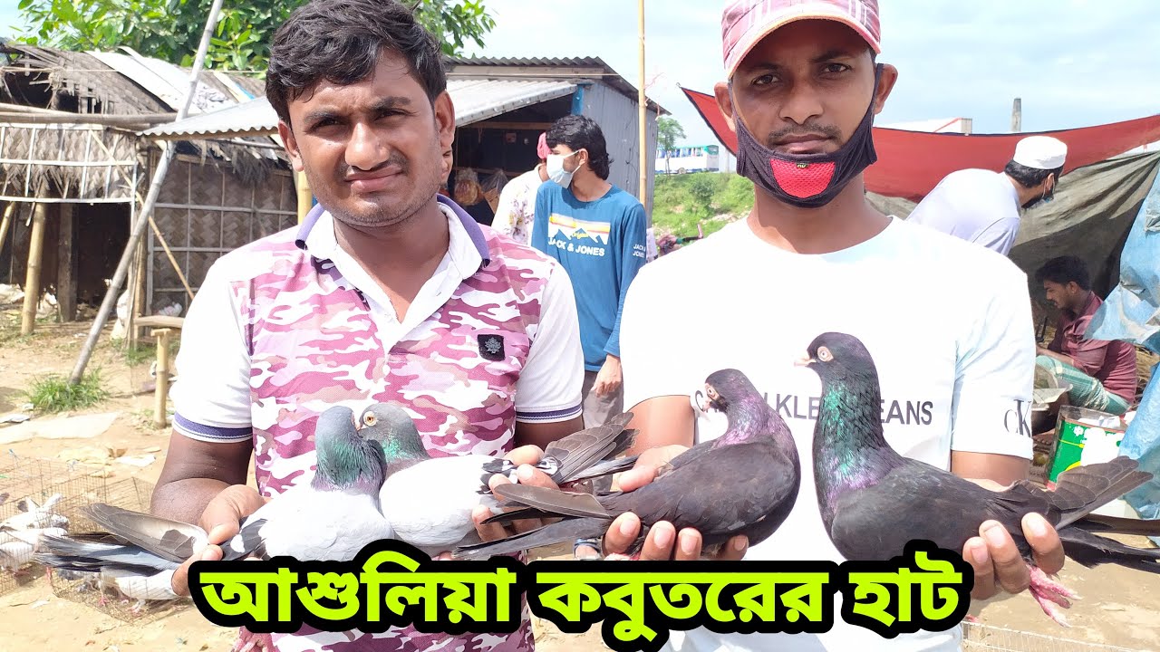 আশুলিয়া কবুতর হাটের বর্তমান অবস্থা ও কবুতরের দাম জানুন | Ashulia Bazar Pigeion Market | #FarmsBangla