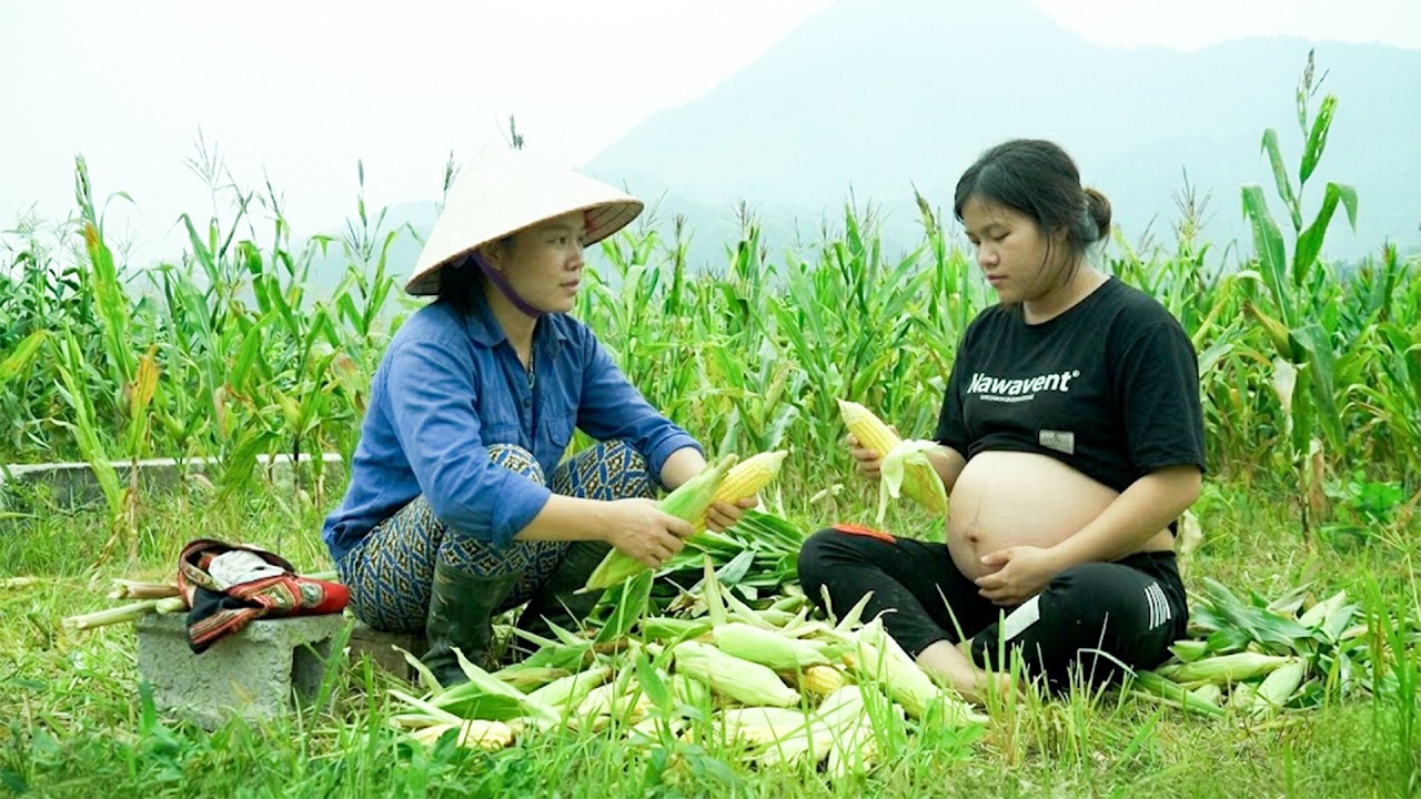 Single Pregnant Mother Harvests Ginger and Picks Corn for Hire to Survive &ndash; A Self-Sufficient Life