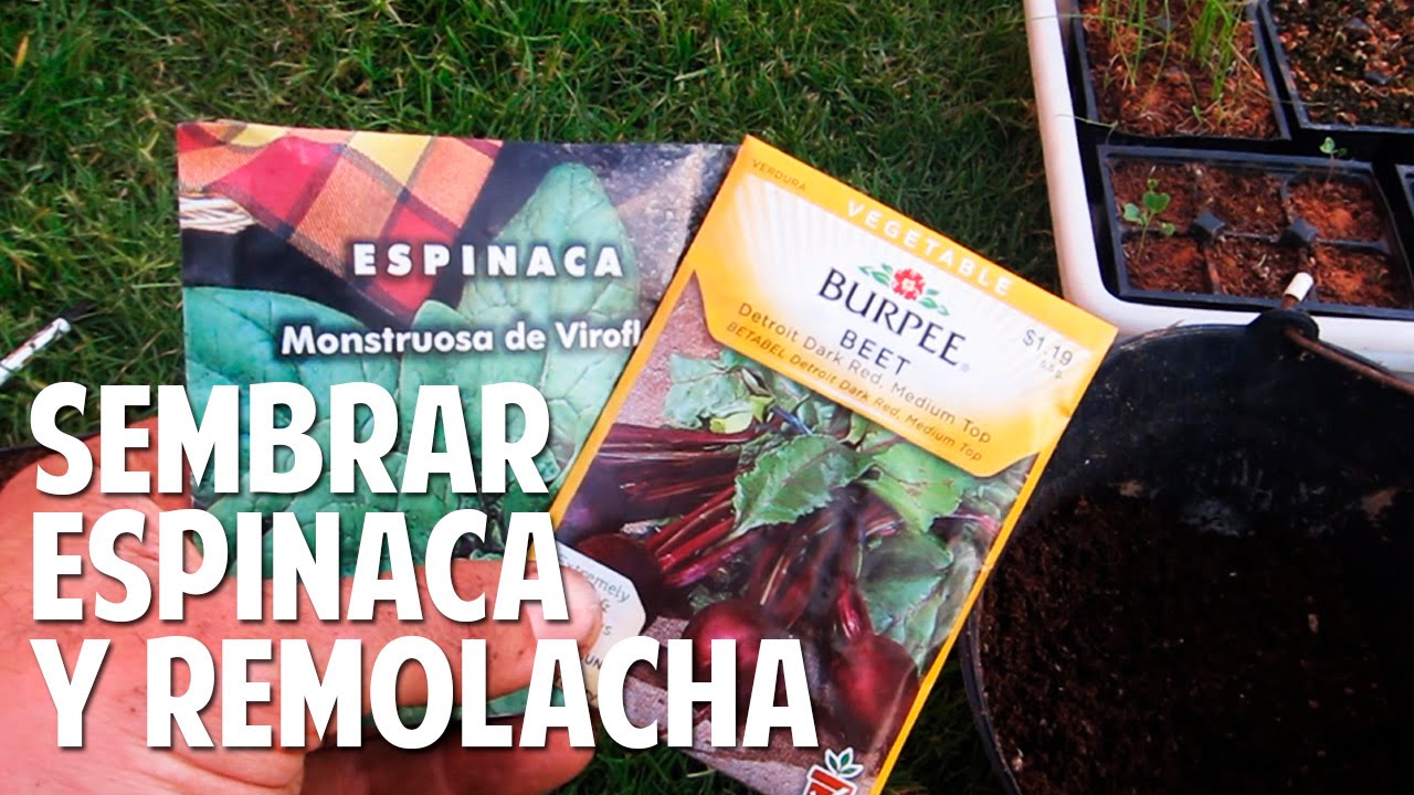 C&oacute;mo plantar espinaca y remolacha - Asociaci&oacute;n de cultivos @cosasdeljardin