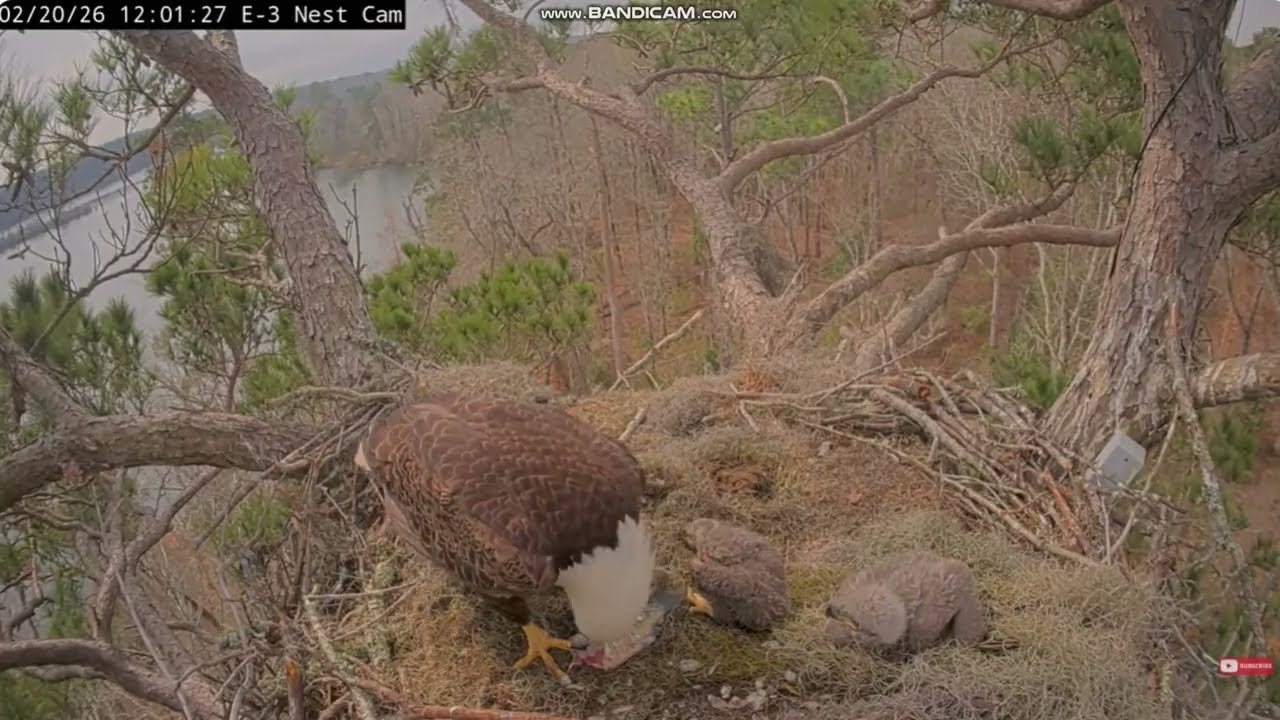 KNF Bald Eagle E3- bielik amerykański -  Andria III karmi Nolę i Jazz 2026 02 20