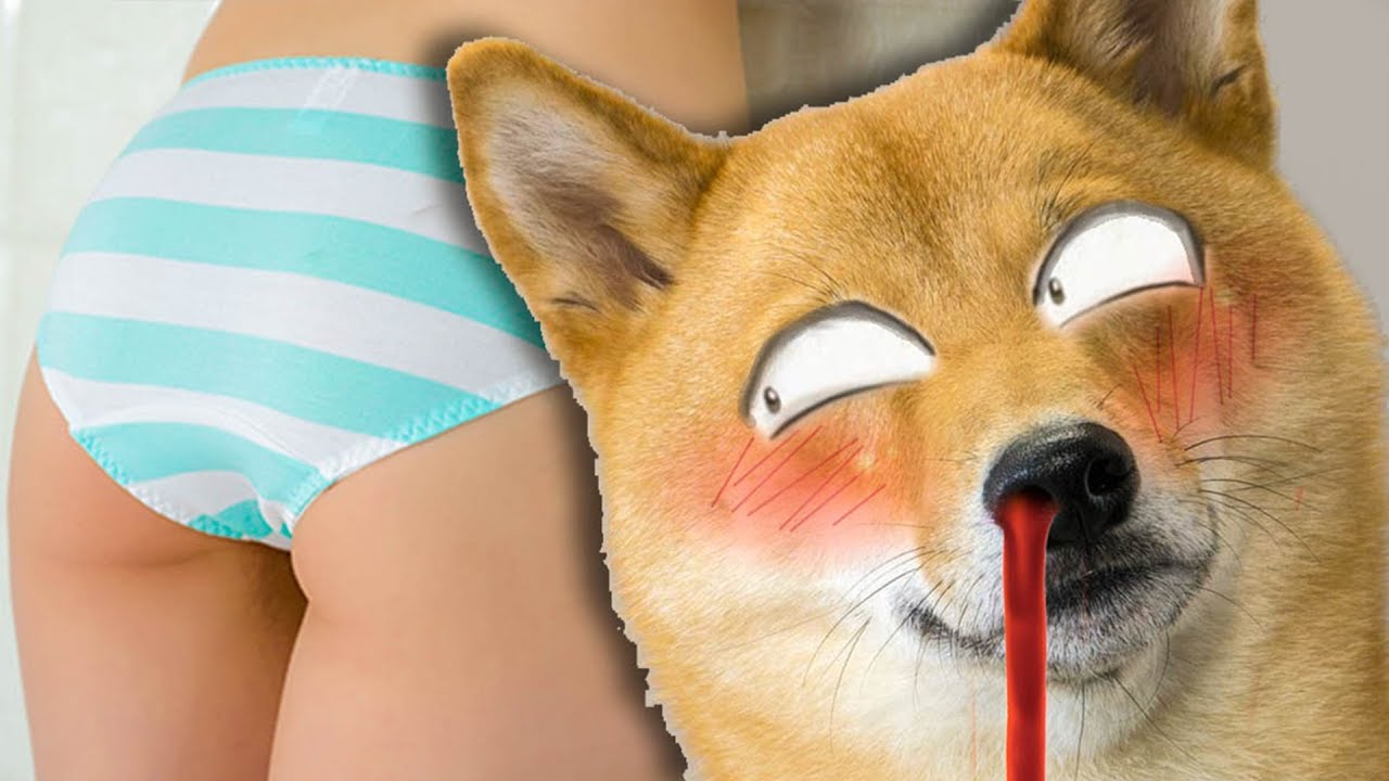 Der perverseste Hund der Welt! Montaro - Saftiges Gnu