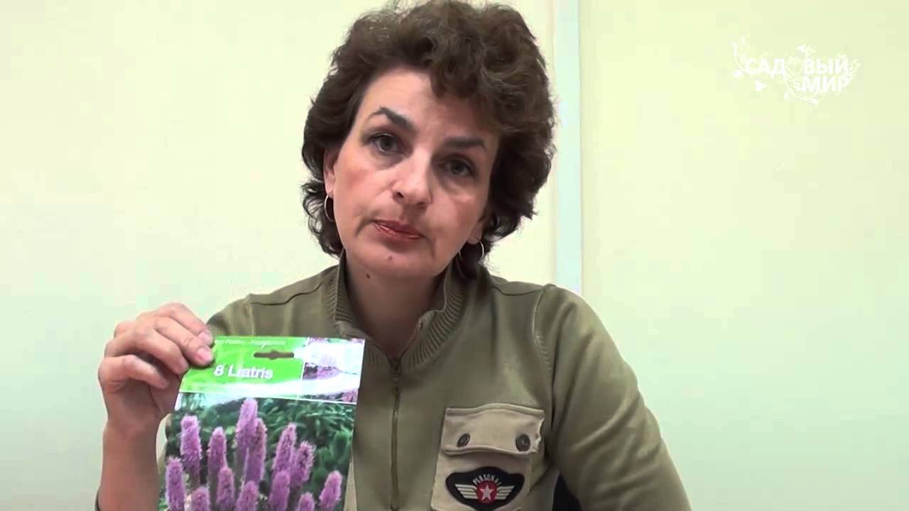 Неприхотливые садовые цветы Лиатрис. Сайт 
