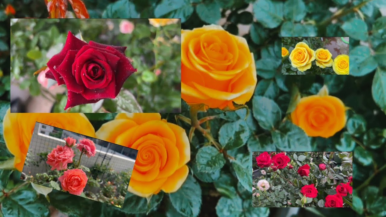 A beautiful collection of different types of roses.😍,Rose garden.